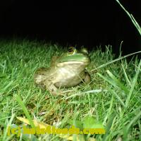 /home//u458753944/public_html/sourcegallery//Frogs/More bullfrogs/P7060231.JPG